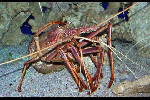 The future welfare of Juan Fernández Archipelago depends largely on the continuing availability of lobster